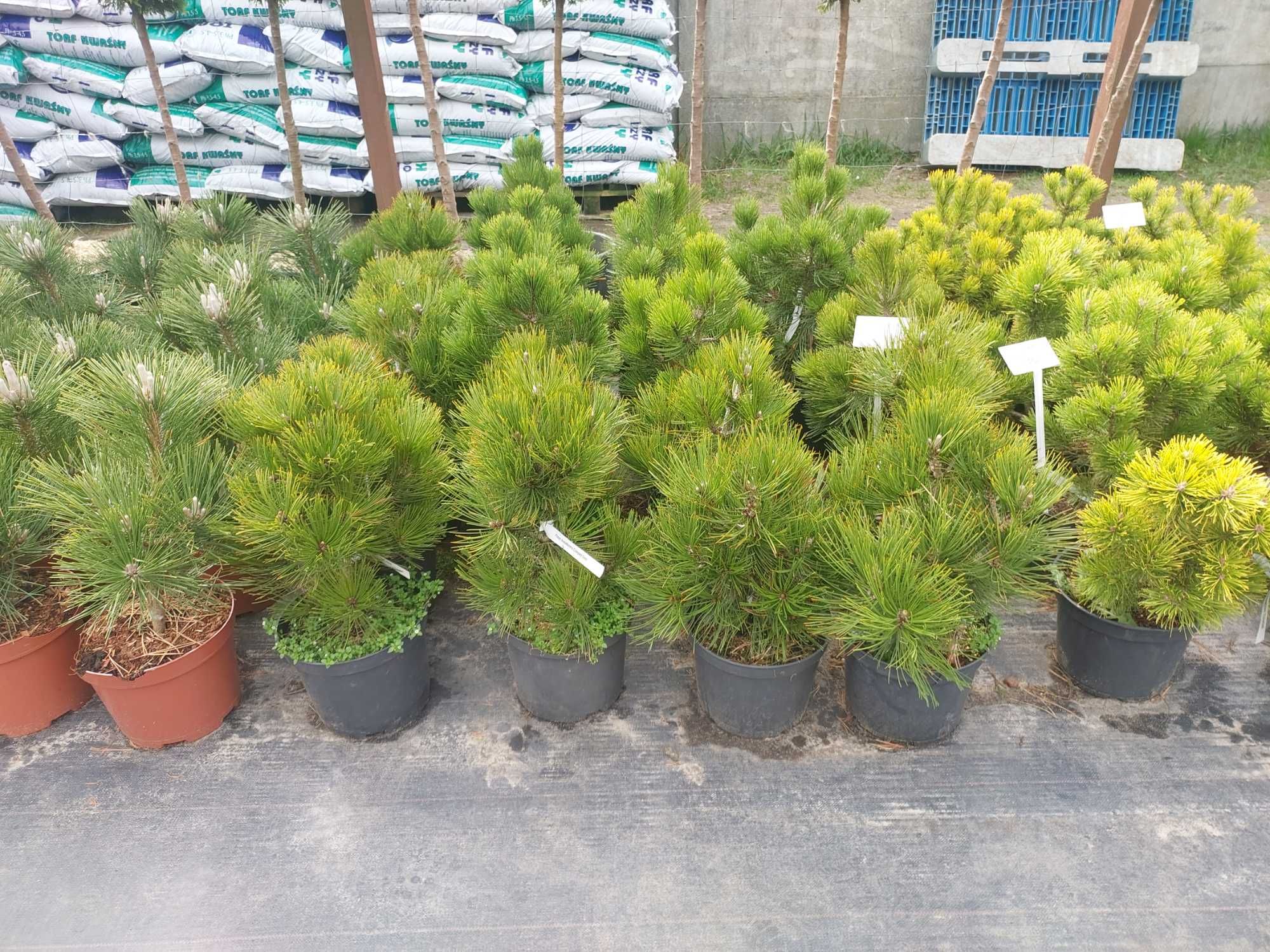 Krzewy Drzewka formowane typu Bonsai Kule na pniu