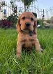 Cocker Spaniel piesek