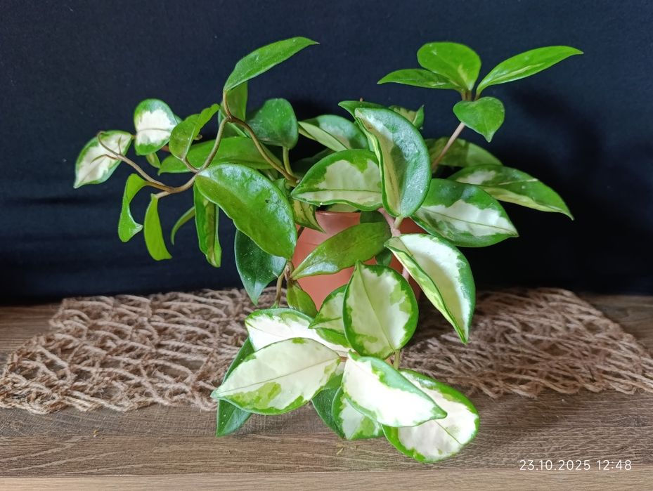 Hоya Carnosa Tricolour