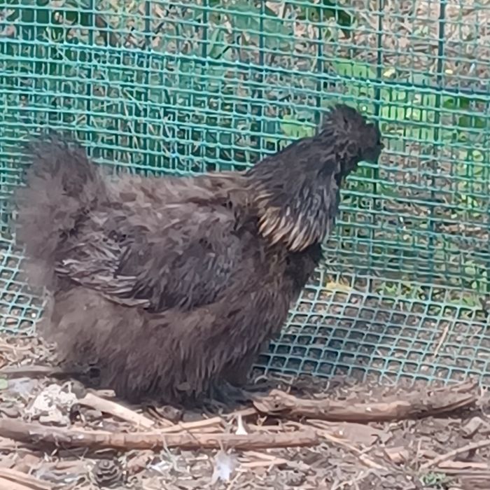 Silki para do zmiany kurnika