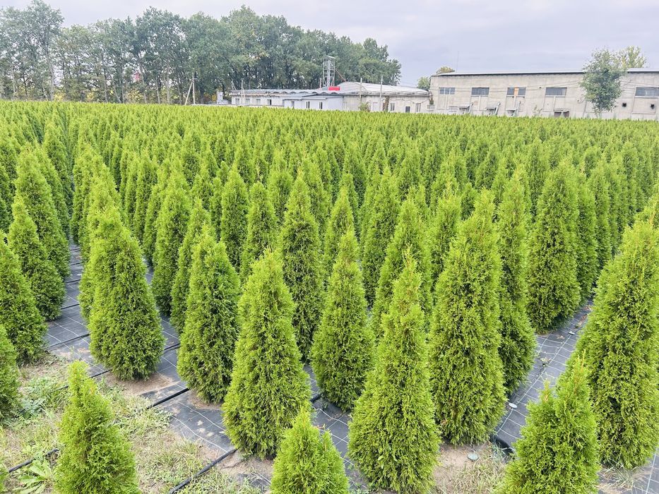 Туї оптом від 10 шт (брабанти, смарагд, блю ероу)