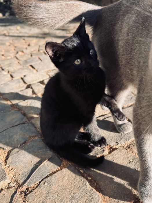 Віддам у добрі руки кошеня