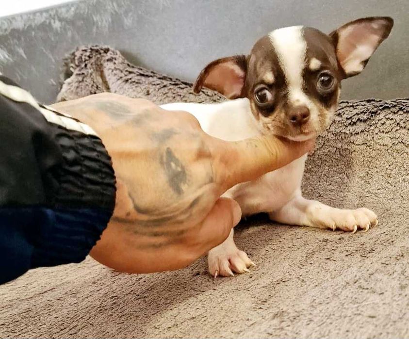 Chihuahua Fêmea Cor Chocolate