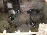 Вівці продам 7 овець вагітних один баран