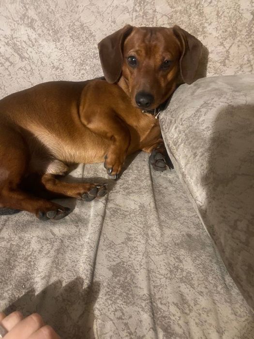 Шукаю дівчинку таксу Ірпінь