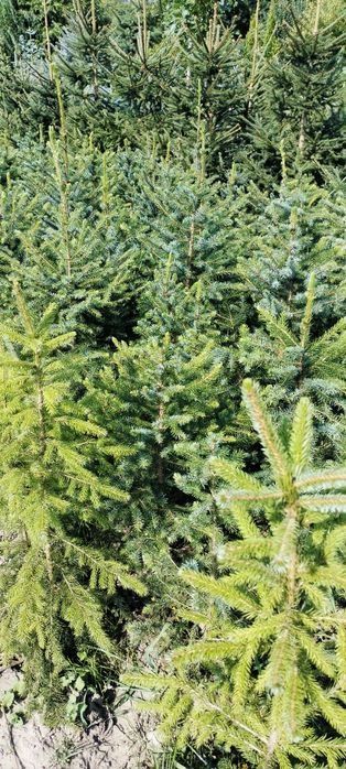 Świerk Densata, Engelmana, Serbski