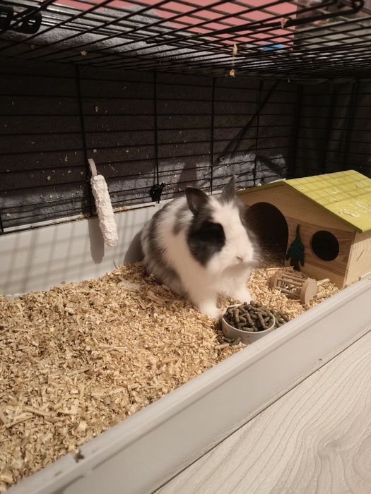 Sprzedam karłowatego króliczka Teddy długowłosego