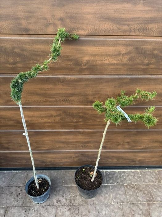 Модрина Larix Stiff Weeper Pendula Krejci Globus American Pie