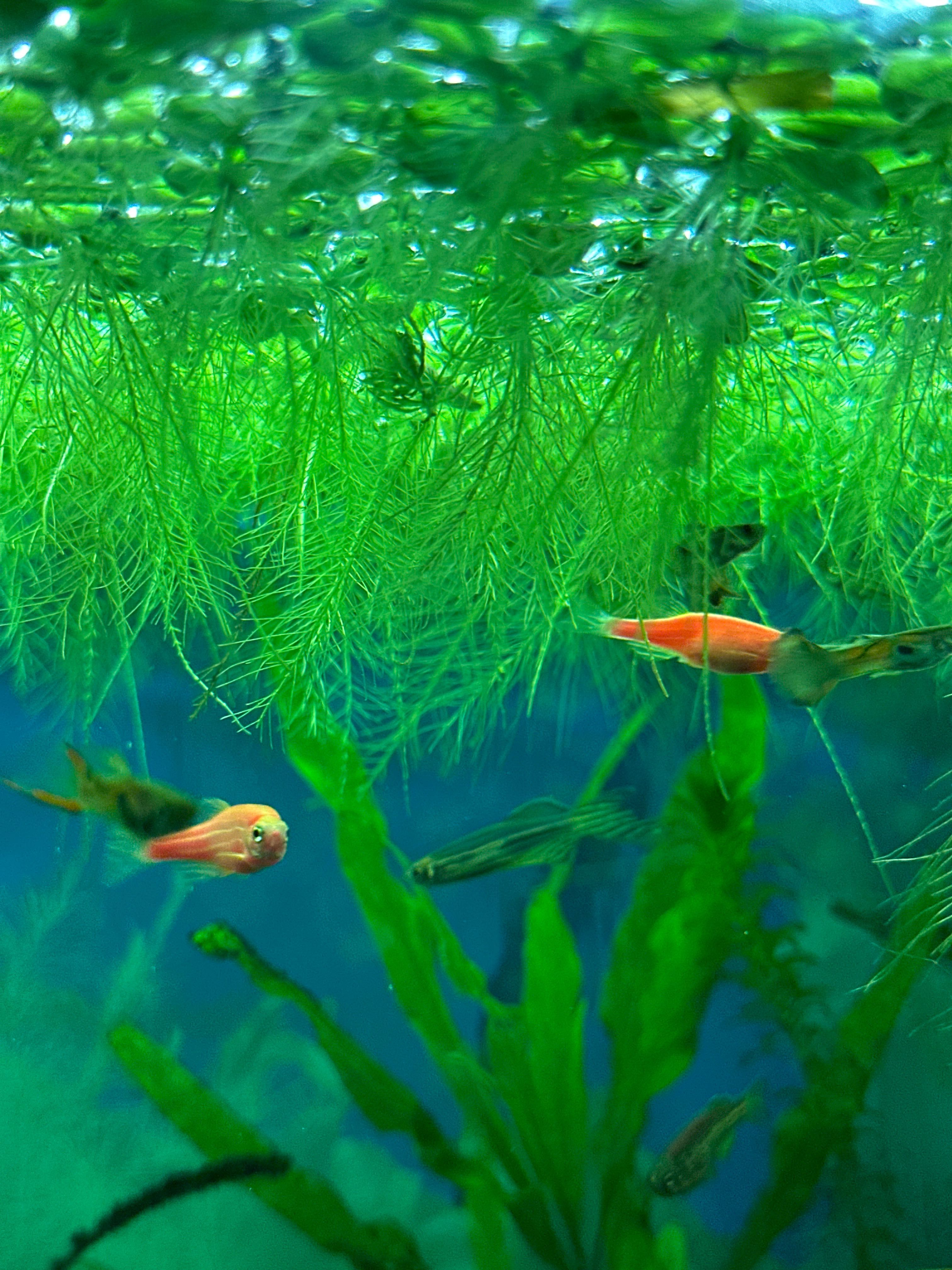 Лімнобіум акваріумний плаваюча рослина водорості в аквариум Пистия