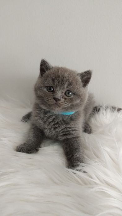 Kocurek kotek brytyjski krótkowłosy FPL