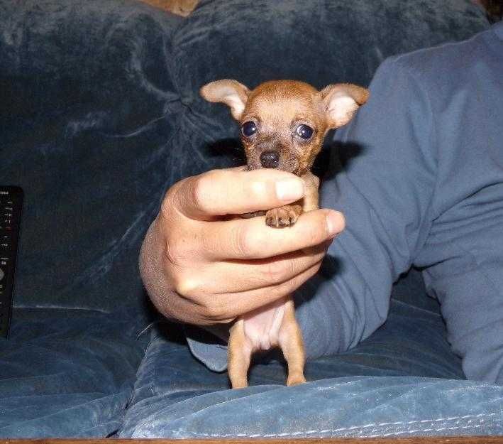 Pinscher Miniatura