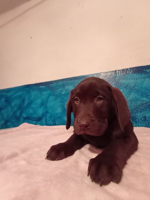 Mam na sprzedanie śliczne labladory