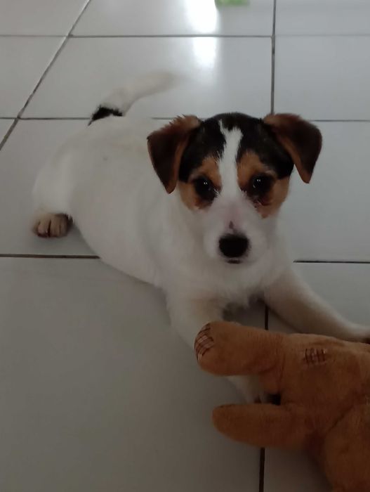 Piesek rasy Jacek Russell terrier z metryką ZKwP do rezerwacji
