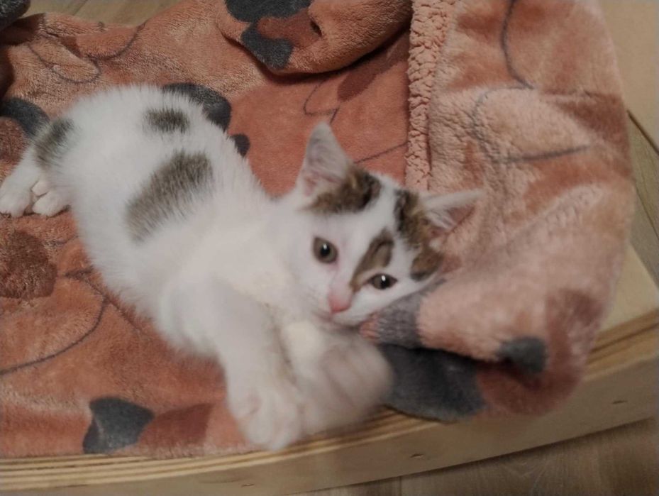 Mała kotka szuka kochającego domu - ma ok.2.5 mca