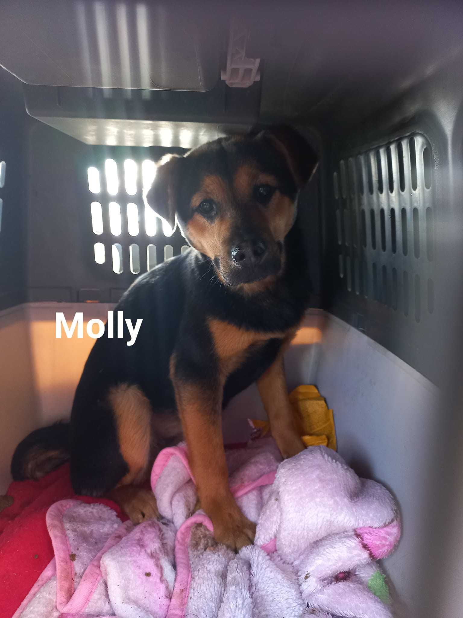 MOLLY czarna podpalana DO ADOPCJI