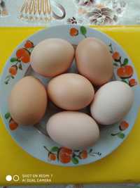 Яйця курячі домашні  45грн.с.Шумівці. Можна для інкубатора.