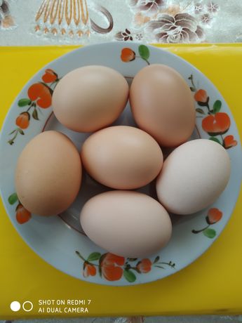 Яйця курячі домашні  80 грн.с.Шумівці