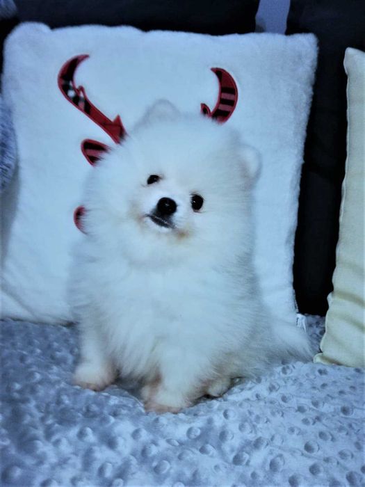 Szpic miniaturowy > dostępny piesek /gotowy do odbioru.