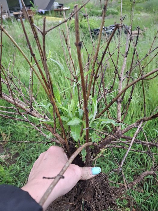 Budleja Dawida 2 sztuki