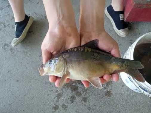 Karp kroczek pełnołuski  sazan.amur