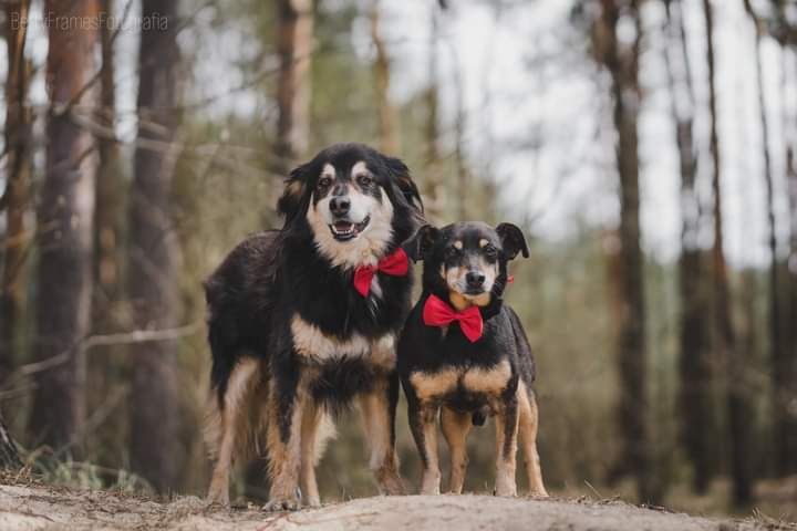 Poznajcie prawdziwego psiego dżentelmena Nigela!