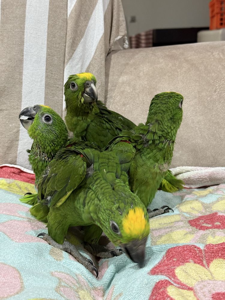 Papagaios Amazonas Ochrocephala domesticados