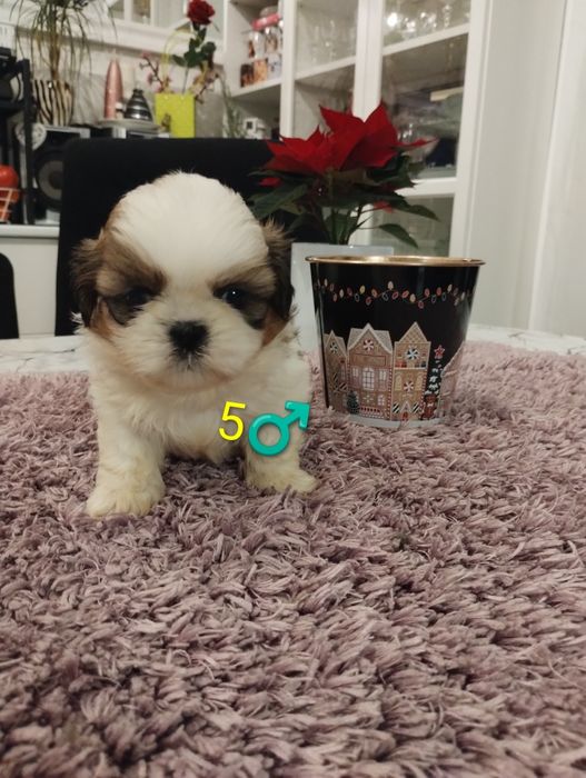 Shih tzu 100% prawdziwe rasowe cudeńka