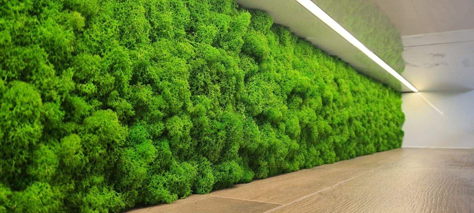 Panel z mchu zielone ściany mech chrobotek panele z mchu żywy mech