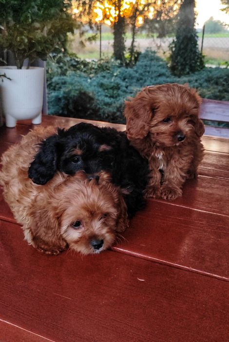 Śliczne Rodowodowe Szczenięta Cavapoo  • GOTOWE DO ODBIORU •