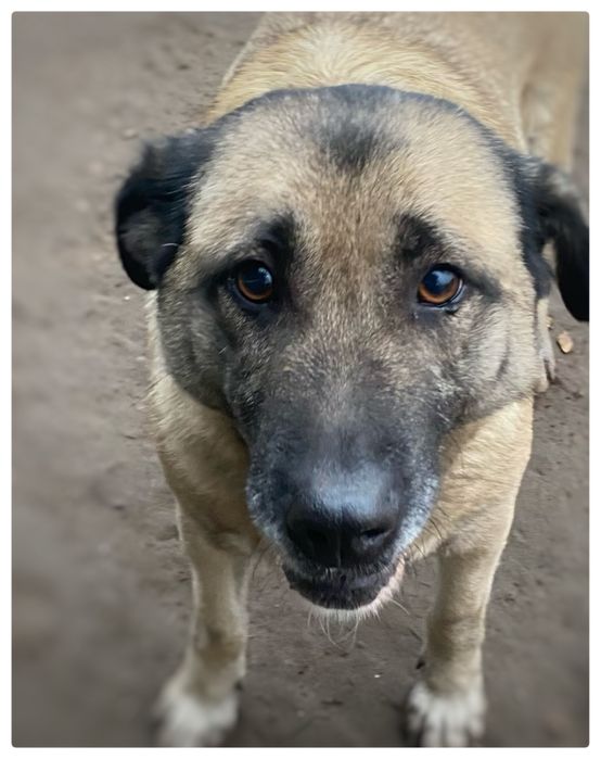 Sunia - Papunia idelana do domu z ogrodem