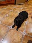 Piesek do adopcji