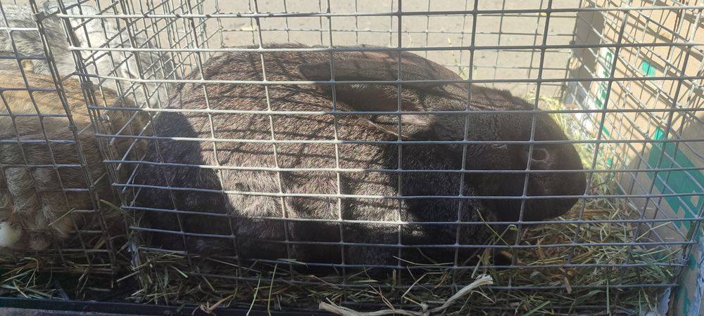 Продам КРОЛИКИ!!!