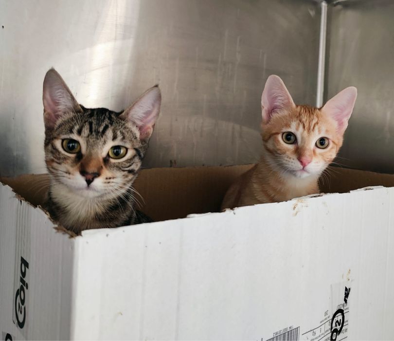 Adoção de gatinhos