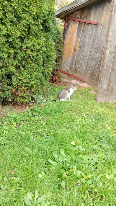 Cudowne różnej maści koty