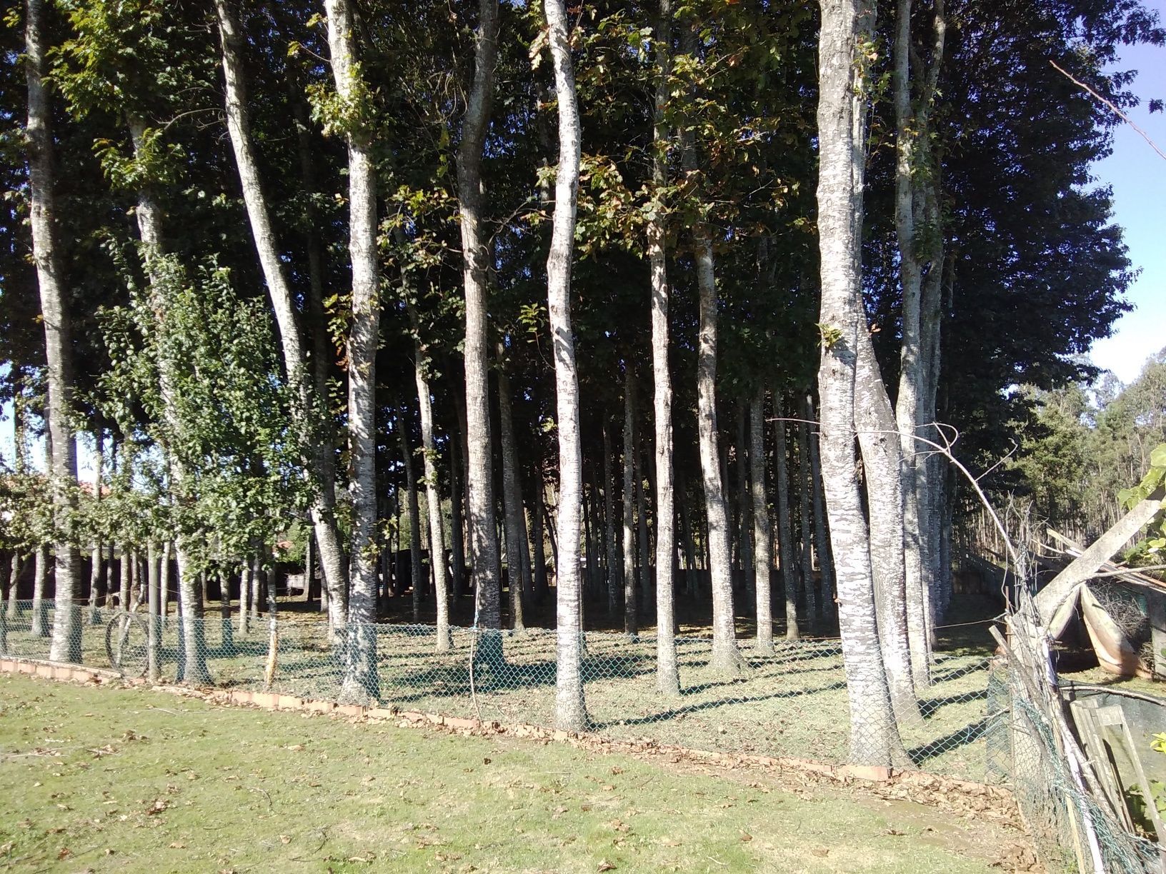 Vendo uma plantação de carvalhos americanos com 32 anos de 130 pés