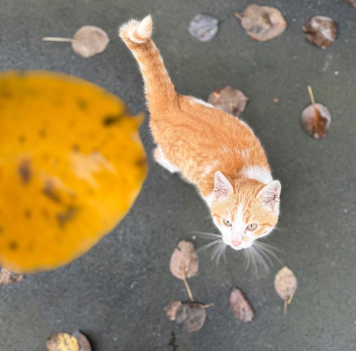 Котик, місяців 2