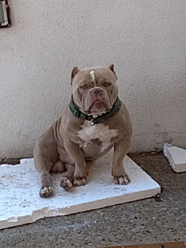 American Bully macho disponível para montas ABKC e IBKC