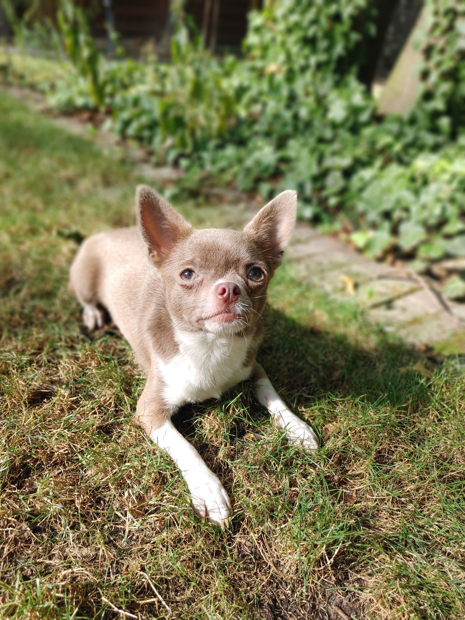 Piękna Chihuahua krótkowłosa liliowa