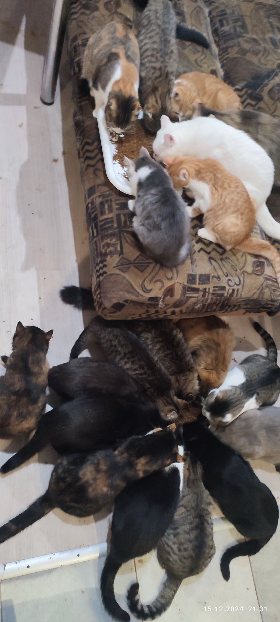Котята Вашей Мечты ищут самых любящих и ответственных своих людей!!!