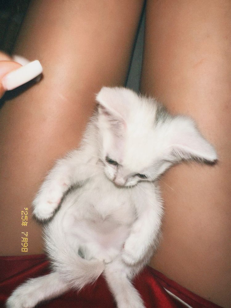 Котенок турецкой ангоры