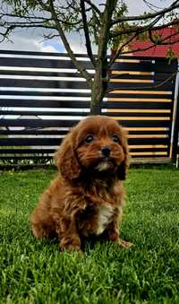 Cavapoo suczka f1