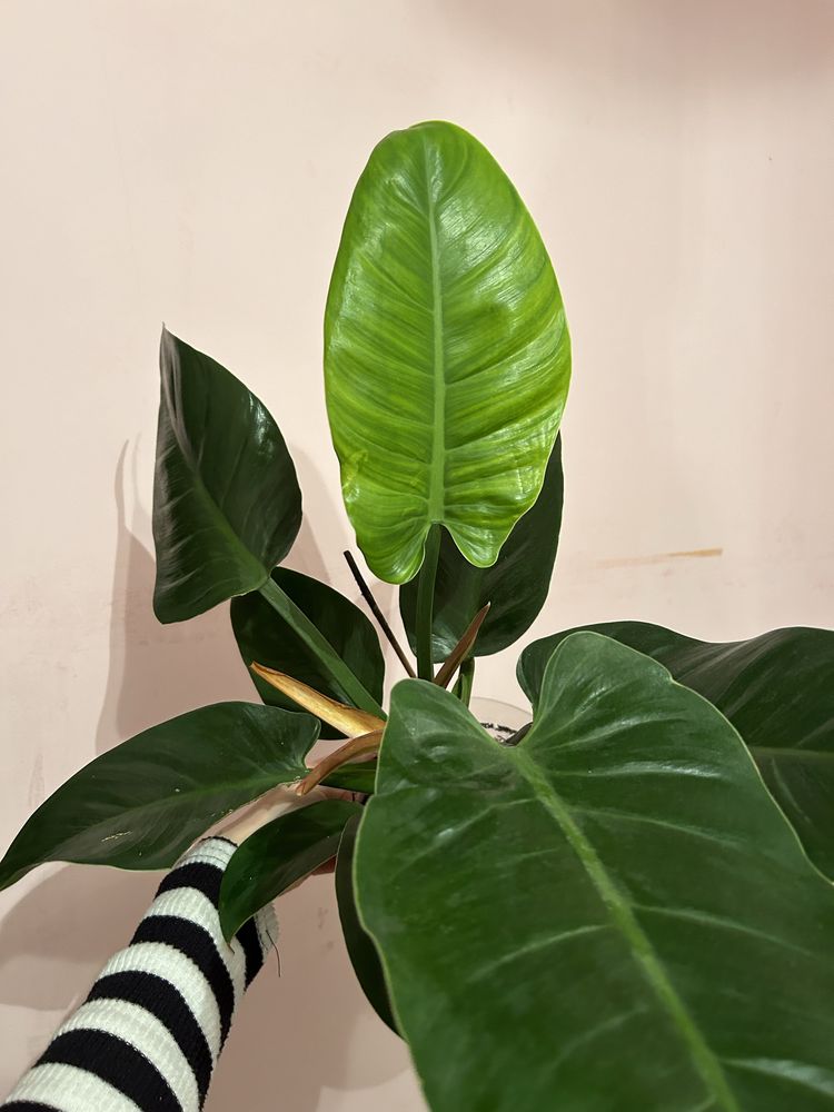 Filodendron imperial green philidendron