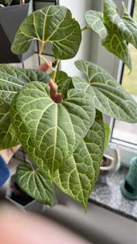 Aristolochia leuconeura