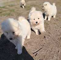 Śliczna suczka samoyed