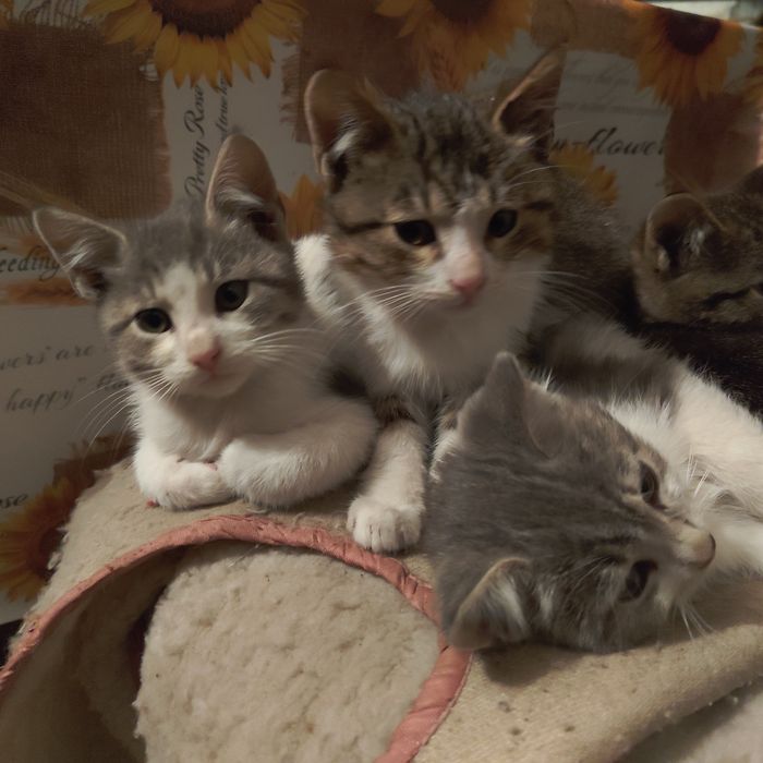 Отдам в добрые руки