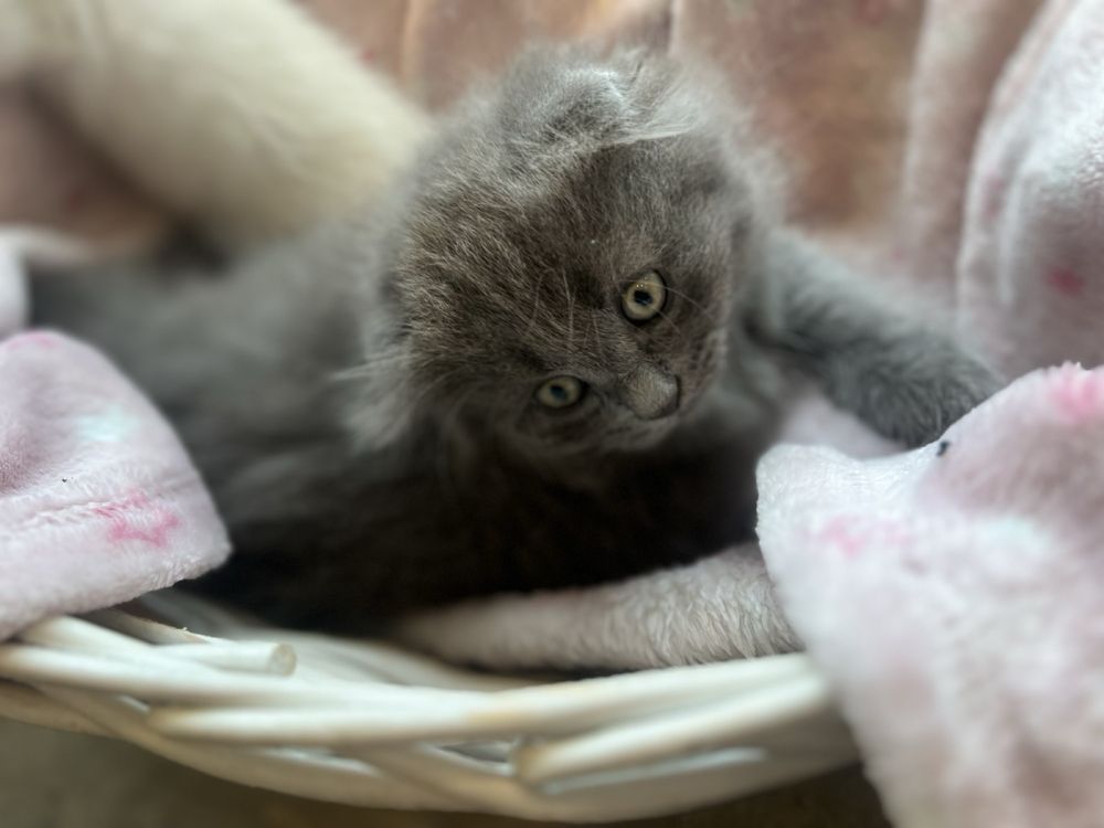 Котеня голубе шотландець