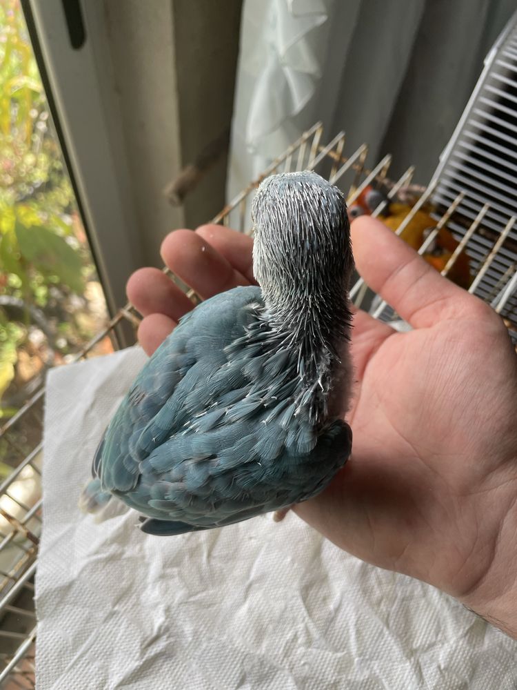 Ring Neck Azul Muito Meigo
