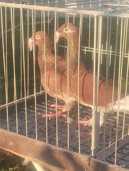 Rzeszowski gołębie rzeszowskie