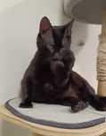 Blacky prosi o domek