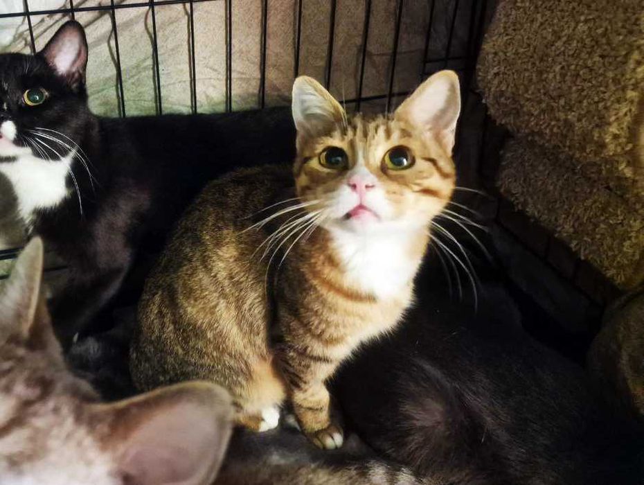 Дуже мила чарівна киця Моніка шукає дім 1 р стерилізована кішка кошка